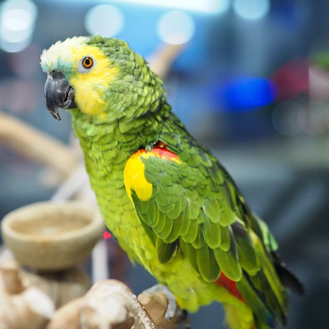 Tilly – 7-Year-Old Female Amazon Parrot | Intelligent & Affectionate Companion