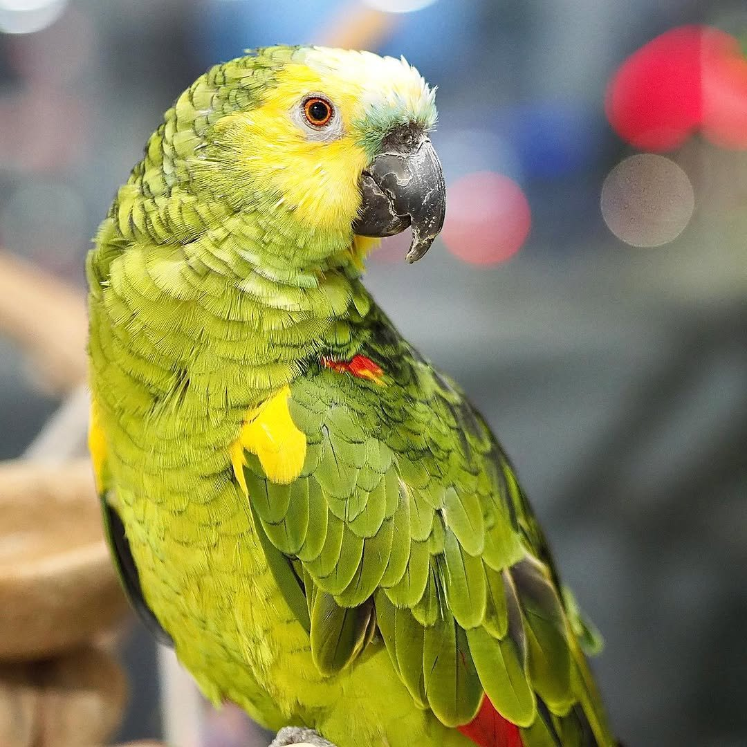 Tilly – 7-Year-Old Female Amazon Parrot | Intelligent & Affectionate Companion - Image 3