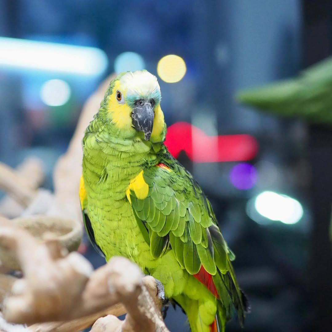 Tilly – 7-Year-Old Female Amazon Parrot | Intelligent & Affectionate Companion - Image 2