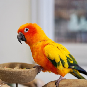 Blaze – 6-Month-Old Male Sun Conure | Hand-Raised Playful Companion