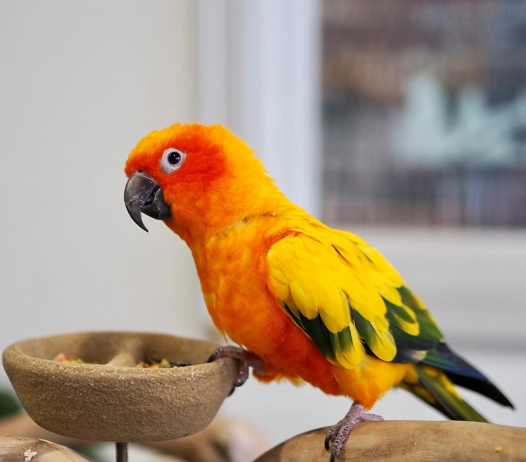 Blaze – 6-Month-Old Male Sun Conure | Hand-Raised Playful Companion