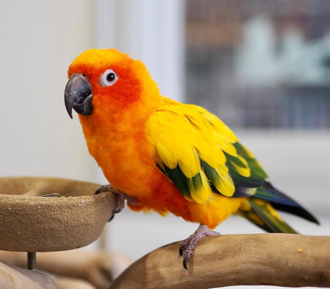 Blaze – 6-Month-Old Male Sun Conure | Hand-Raised Playful Companion - Image 2