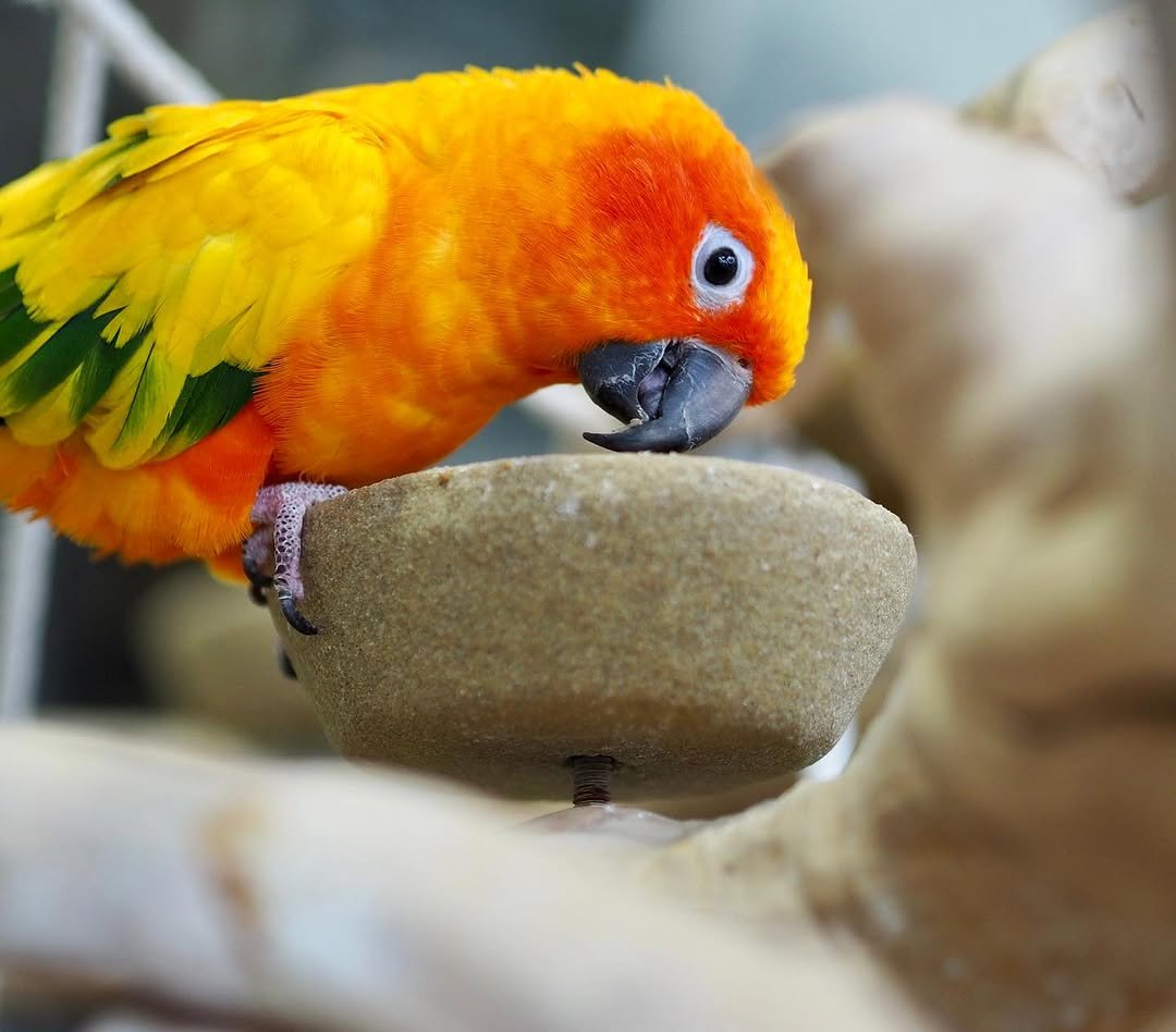 Blaze – 6-Month-Old Male Sun Conure | Hand-Raised Playful Companion - Image 3