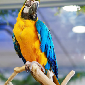 Orion – 3-Year-Old Male Blue-and-Gold Macaw | Bold & Intelligent Companion