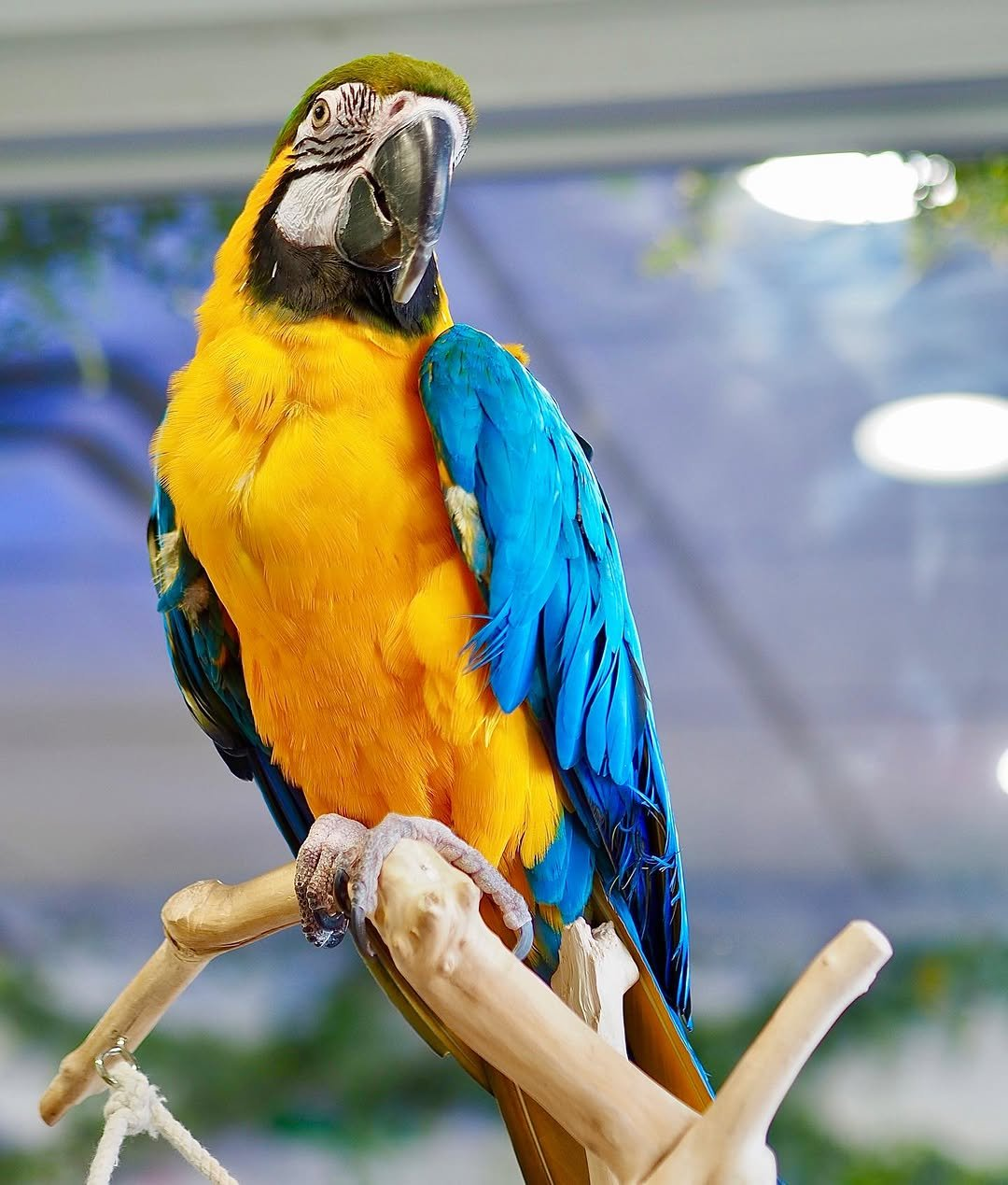 Orion – 3-Year-Old Male Blue-and-Gold Macaw | Bold & Intelligent Companion