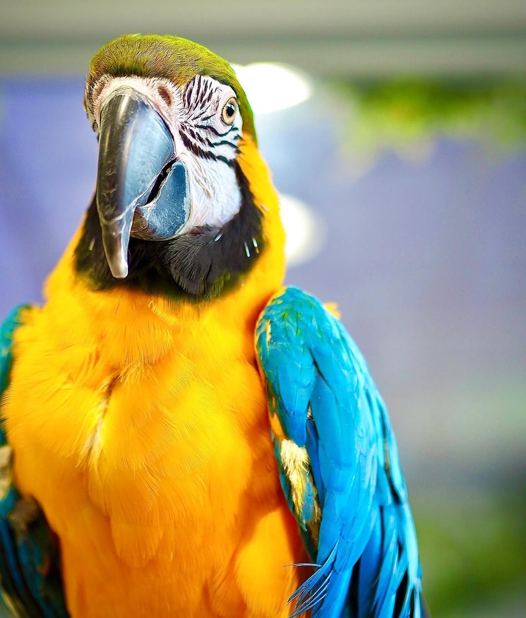 Orion – 3-Year-Old Male Blue-and-Gold Macaw | Bold & Intelligent Companion - Image 3