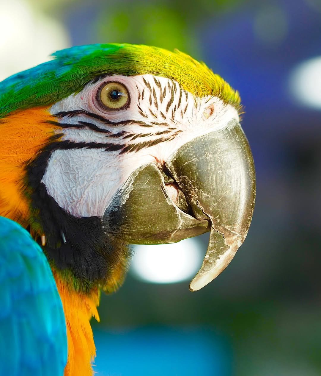 Orion – 3-Year-Old Male Blue-and-Gold Macaw | Bold & Intelligent Companion - Image 2