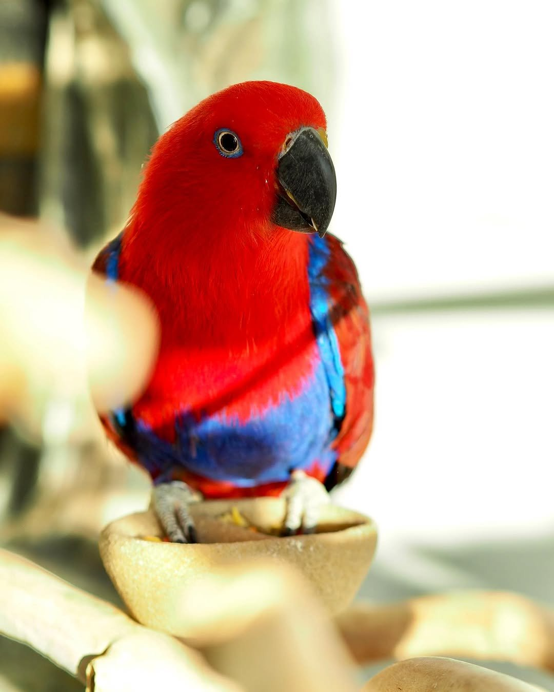 Aurora – 5-Year-Old Female Eclectus Parrot | Elegant & Intelligent Companion - Image 3