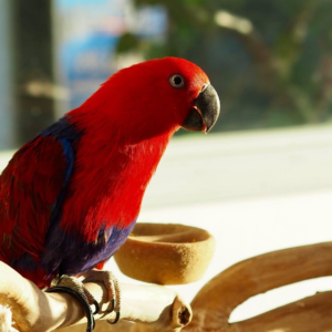 Aurora – 5-Year-Old Female Eclectus Parrot | Elegant & Intelligent Companion
