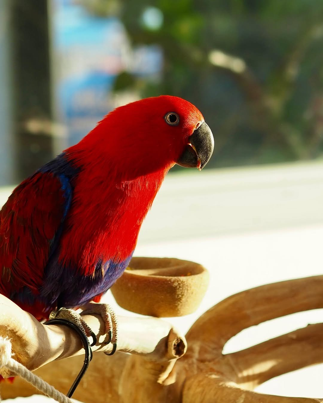Aurora – 5-Year-Old Female Eclectus Parrot | Elegant & Intelligent Companion