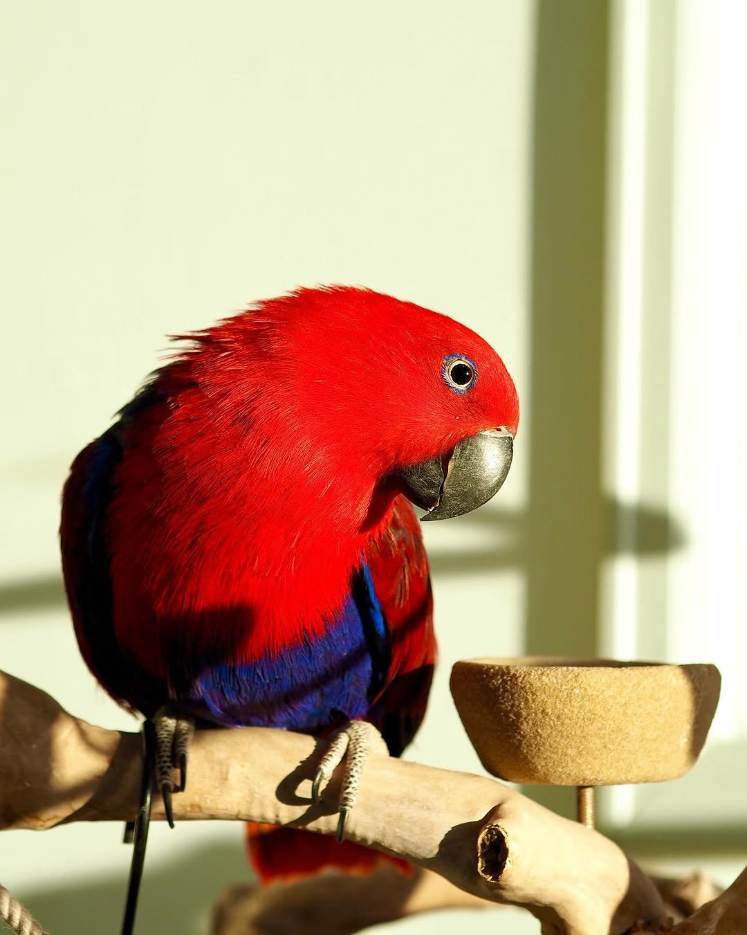 Aurora – 5-Year-Old Female Eclectus Parrot | Elegant & Intelligent Companion - Image 2