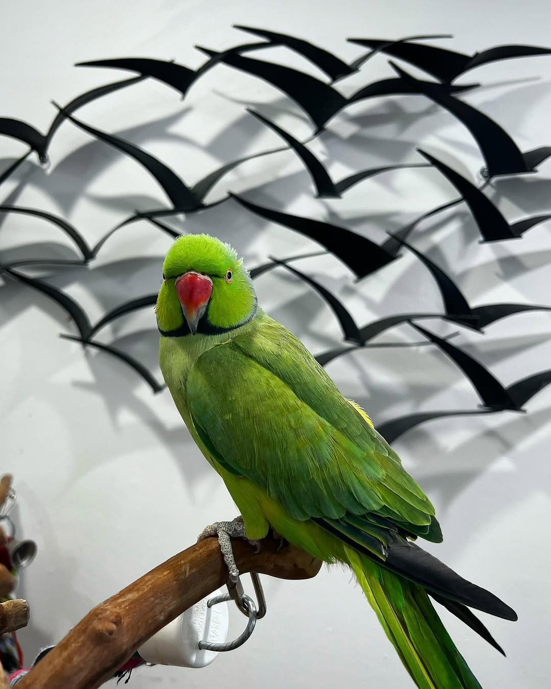 Limey – 2-Year-Old Female Green Indian Ringneck Parrot | Playful & Intelligent Companion - Image 2