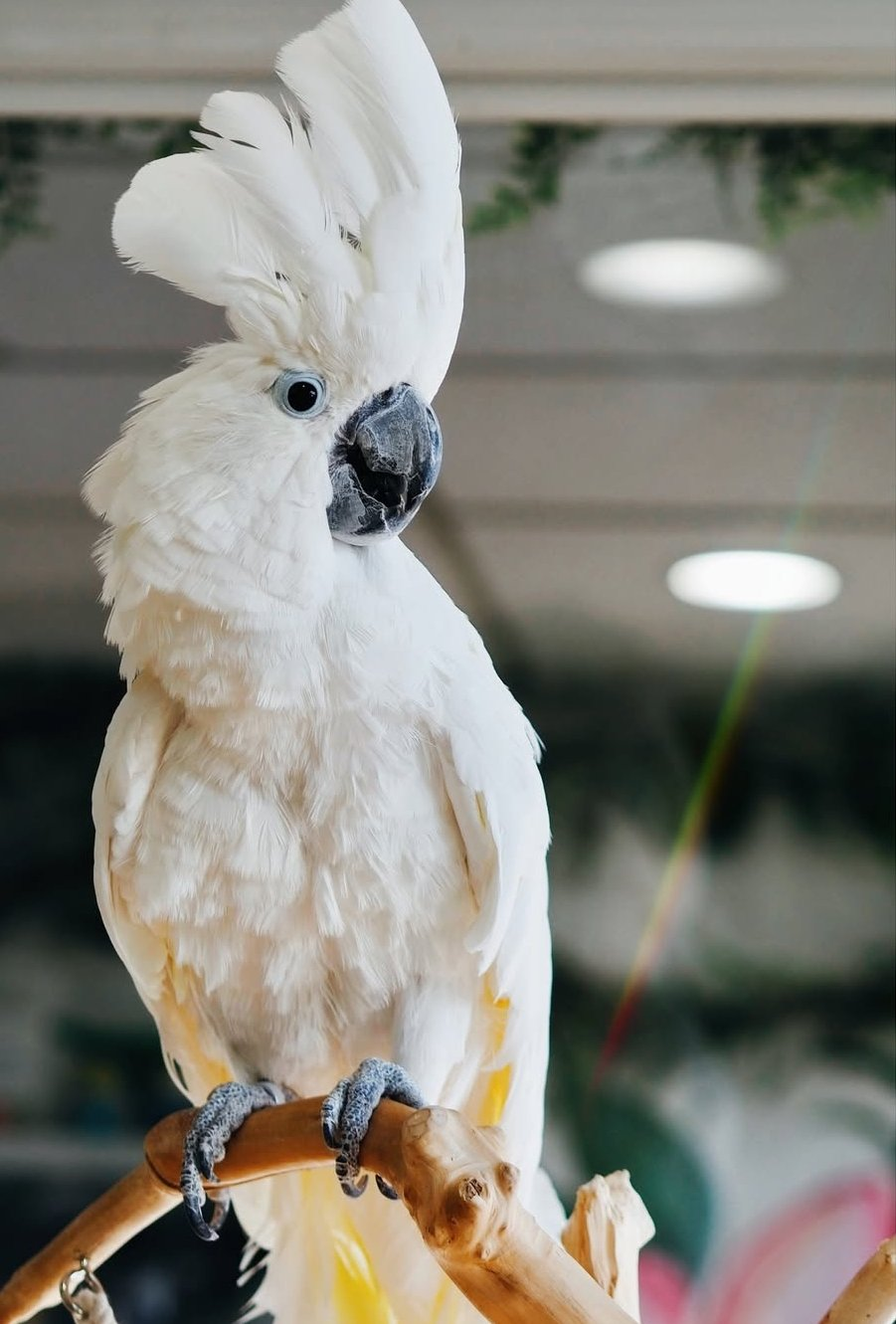 Coco – 1 Year Old Umbrella Cockatoo | Affectionate Hand-Raised Companion - Image 3