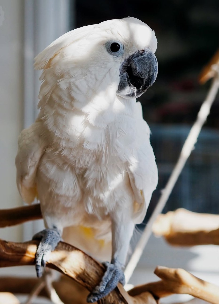 Coco – 1 Year Old Umbrella Cockatoo | Affectionate Hand-Raised Companion - Image 2