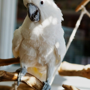 Coco – 1 Year Old Umbrella Cockatoo | Affectionate Hand-Raised Companion