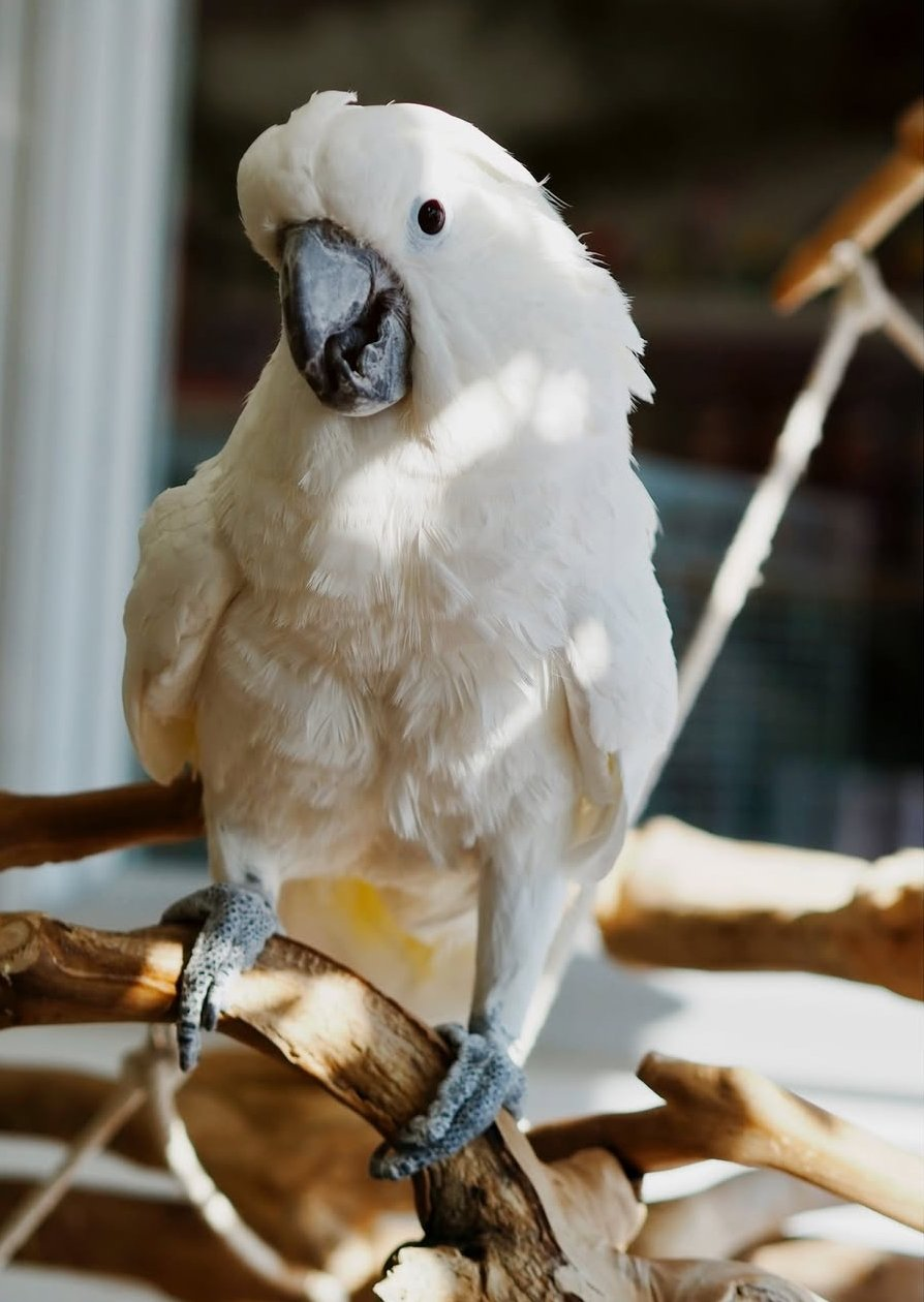 Coco – 1 Year Old Umbrella Cockatoo | Affectionate Hand-Raised Companion