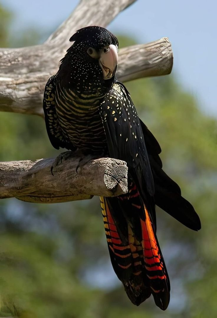 Onyx – 5-Year-Old Female Black Cockatoo | Rare Hand-Raised Companion - Image 3