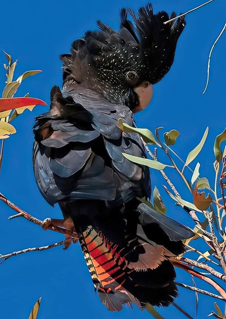 Onyx – 5-Year-Old Female Black Cockatoo | Rare Hand-Raised Companion - Image 2
