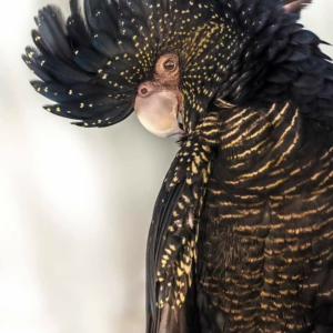 Onyx – 5-Year-Old Female Black Cockatoo | Rare Hand-Raised Companion