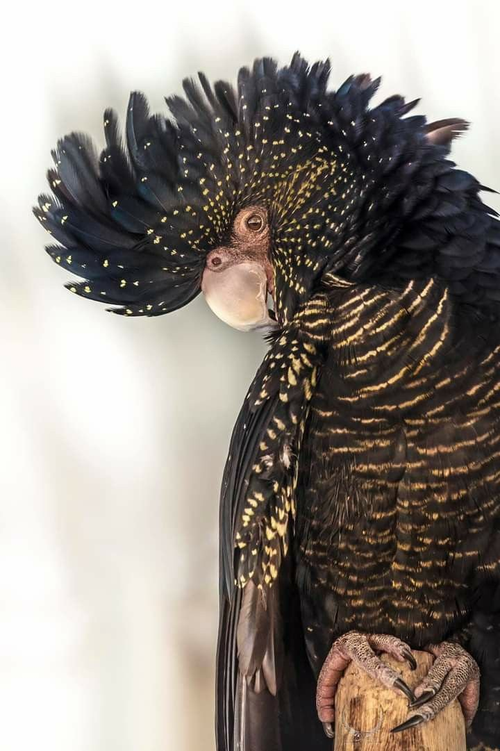 Onyx – 5-Year-Old Female Black Cockatoo | Rare Hand-Raised Companion