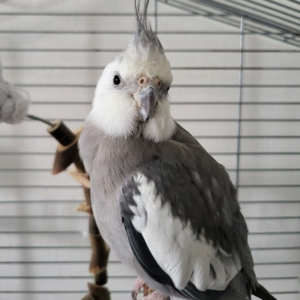 Rico – 8-Month-Old Male Cockatiel | Hand-Raised Playful Companion