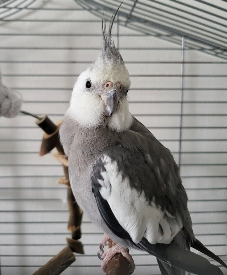 Rico – 8-Month-Old Male Cockatiel | Hand-Raised Playful Companion