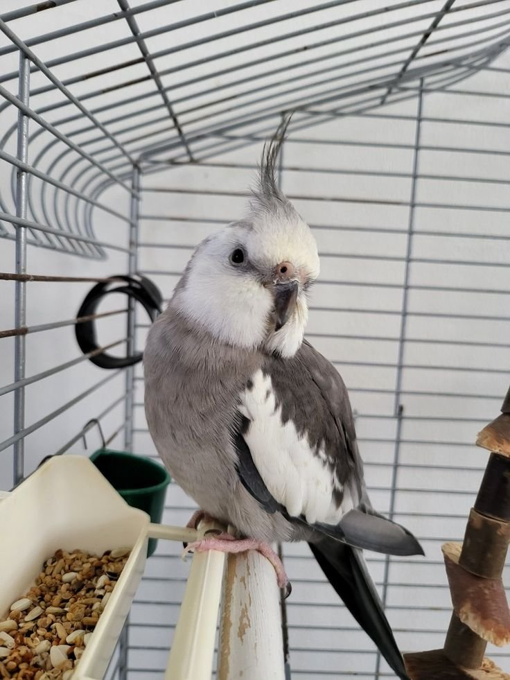 Rico – 8-Month-Old Male Cockatiel | Hand-Raised Playful Companion - Image 2