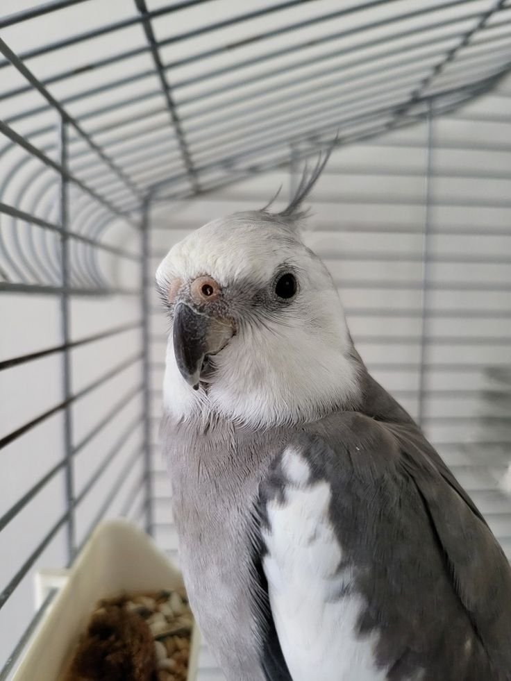 Rico – 8-Month-Old Male Cockatiel | Hand-Raised Playful Companion - Image 3