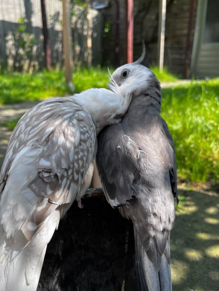 Luna & Leo – 8 & 9-Month-Old Cockatiel Pair | Hand-Raised Playful Companions - Image 3