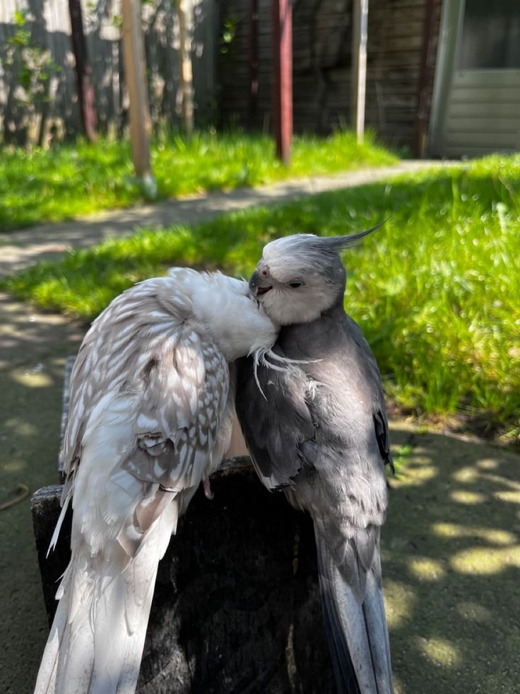 Luna & Leo – 8 & 9-Month-Old Cockatiel Pair | Hand-Raised Playful Companions - Image 2