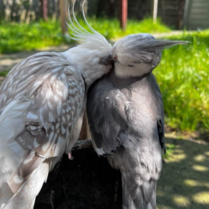 Luna & Leo – 8 & 9-Month-Old Cockatiel Pair | Hand-Raised Playful Companions