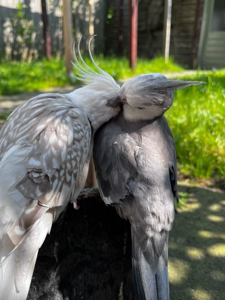 Luna & Leo – 8 & 9-Month-Old Cockatiel Pair | Hand-Raised Playful Companions