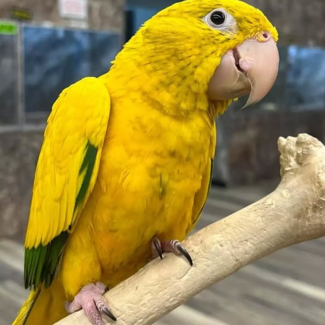 Sunny – 8-Month-Old Male Golden Conure | Hand-Raised Playful Companion - Image 2