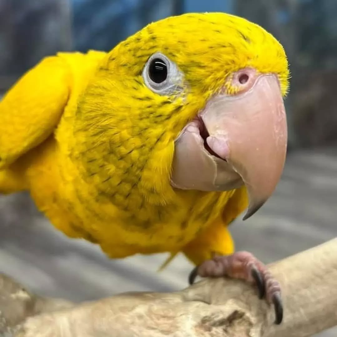 Sunny – 8-Month-Old Male Golden Conure | Hand-Raised Playful Companion - Image 3