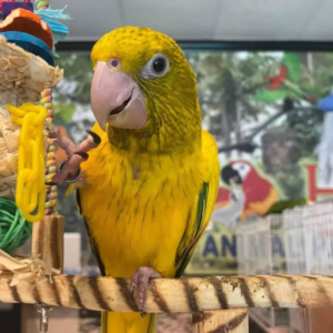 Sunny – 8-Month-Old Male Golden Conure | Hand-Raised Playful Companion