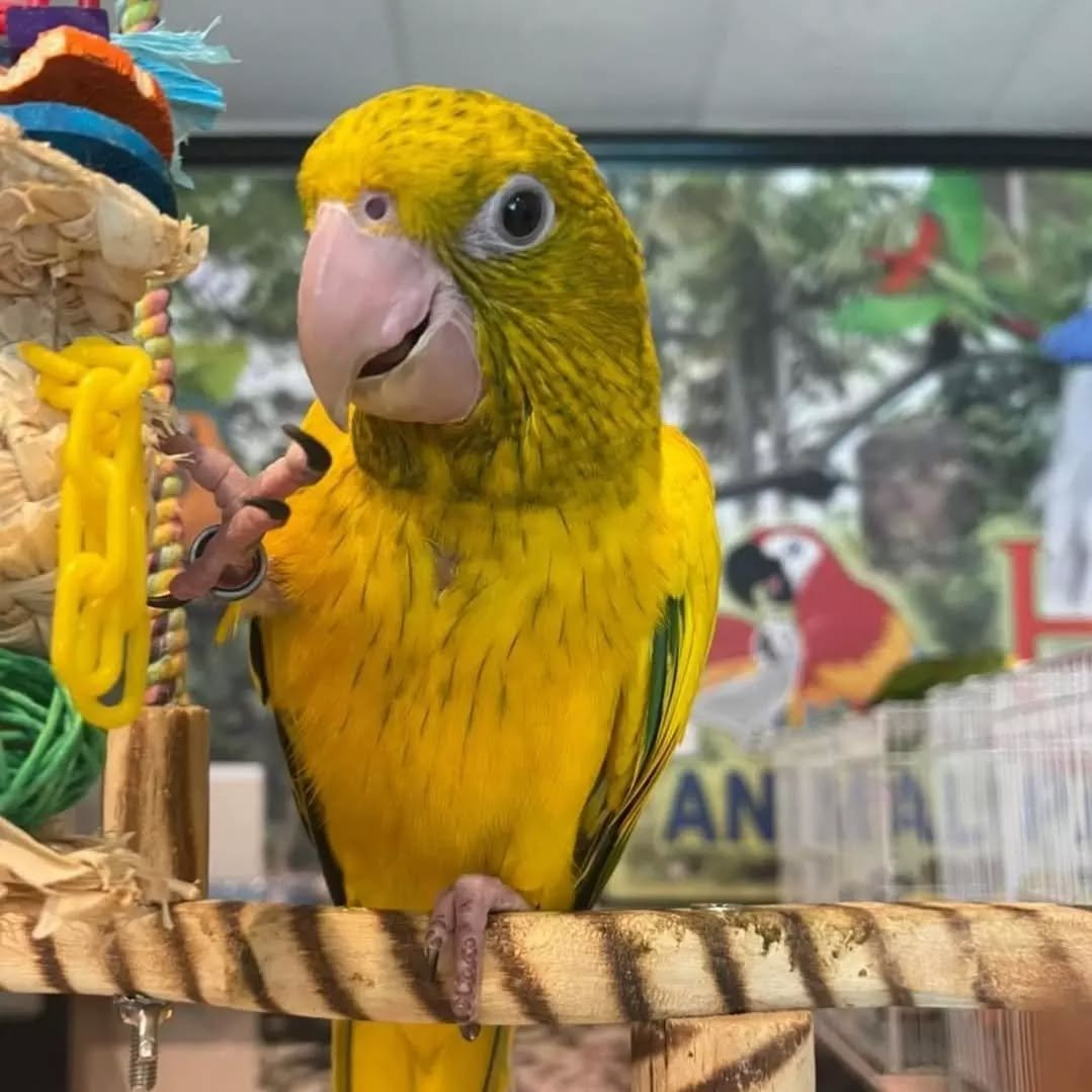 Sunny – 8-Month-Old Male Golden Conure | Hand-Raised Playful Companion