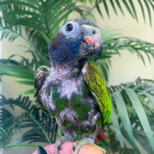 Georgie – 21-Year-Old Female Blue-Headed Pionus | Calm & Loyal Companion