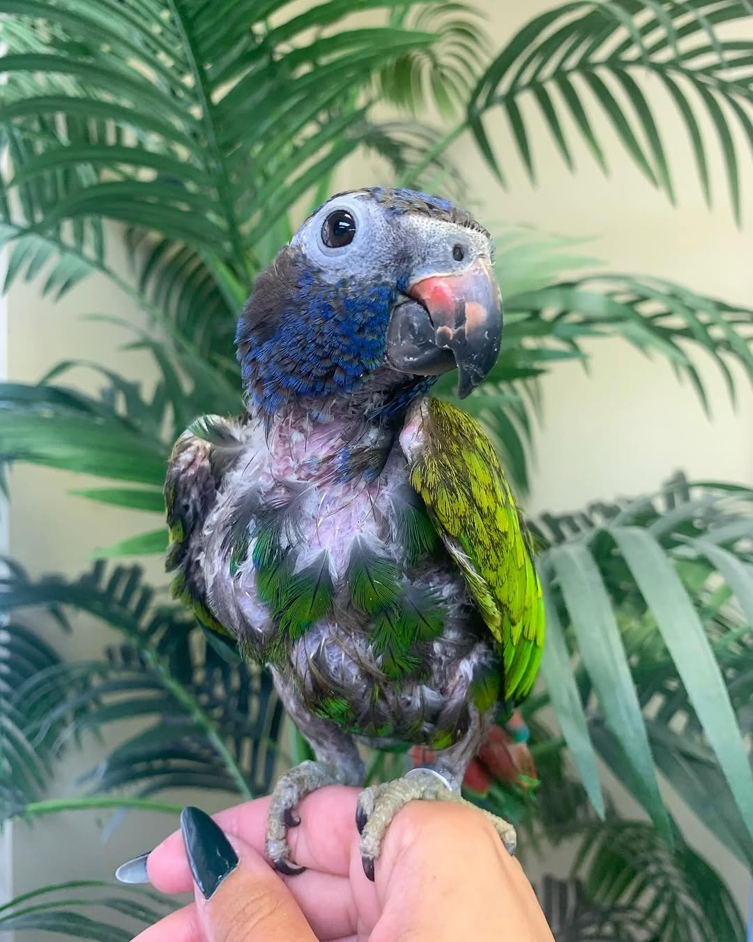 Georgie – 21-Year-Old Female Blue-Headed Pionus | Calm & Loyal Companion