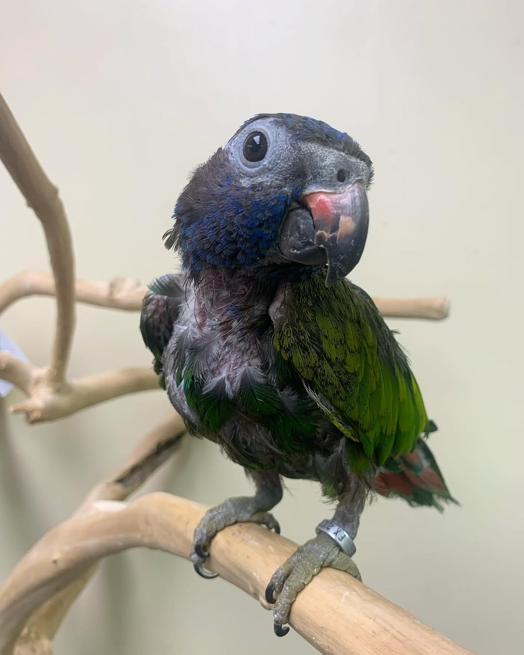 Georgie – 21-Year-Old Female Blue-Headed Pionus | Calm & Loyal Companion - Image 2