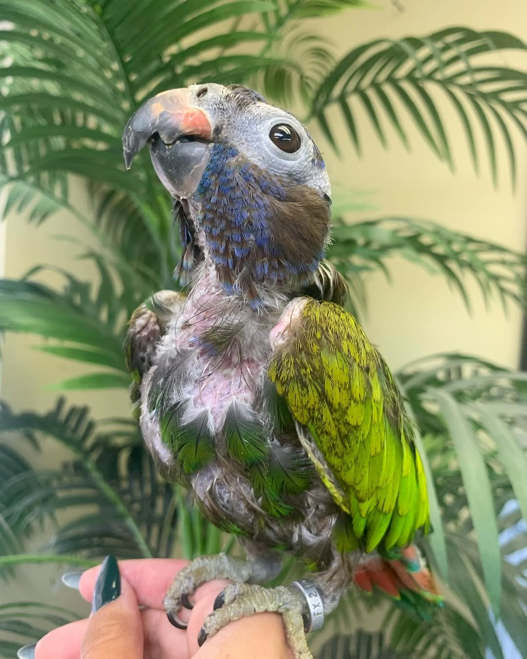 Georgie – 21-Year-Old Female Blue-Headed Pionus | Calm & Loyal Companion - Image 3