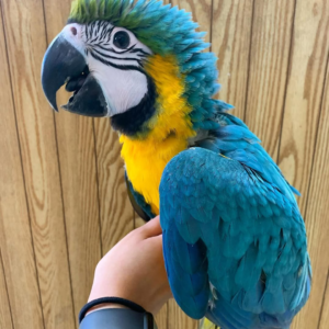 Luma – 6-Month-Old Female Baby Blue-and-Gold Macaw | Hand-Fed & Playful