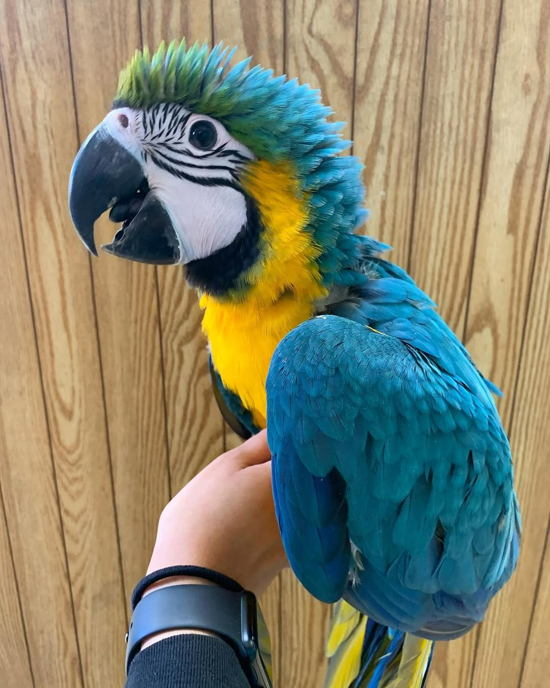 Luma – 6-Month-Old Female Baby Blue-and-Gold Macaw | Hand-Fed & Playful