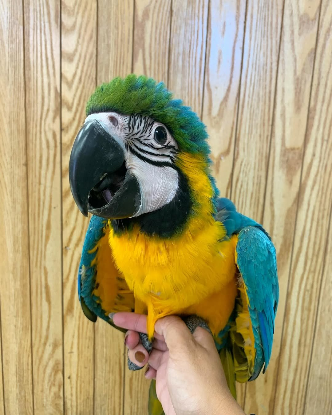 Luma – 6-Month-Old Female Baby Blue-and-Gold Macaw | Hand-Fed & Playful - Image 2