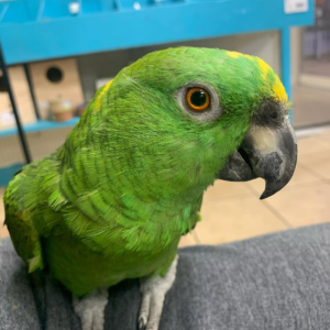 Nikiki – 12-Year-Old Female Yellow-Naped Amazon Parrot | Calm & Loyal Companion