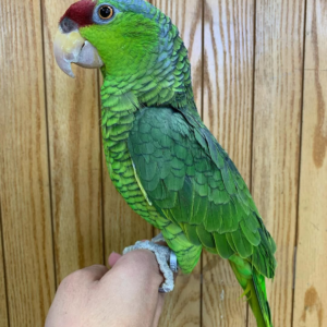Yoshi – 4-Year-Old Female Lilac Amazon Parrot | Rare & Intelligent Companion