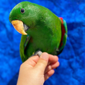 Zephyr – 3-Year-Old Male Eclectus Parrot | Vibrant & Intelligent Companion