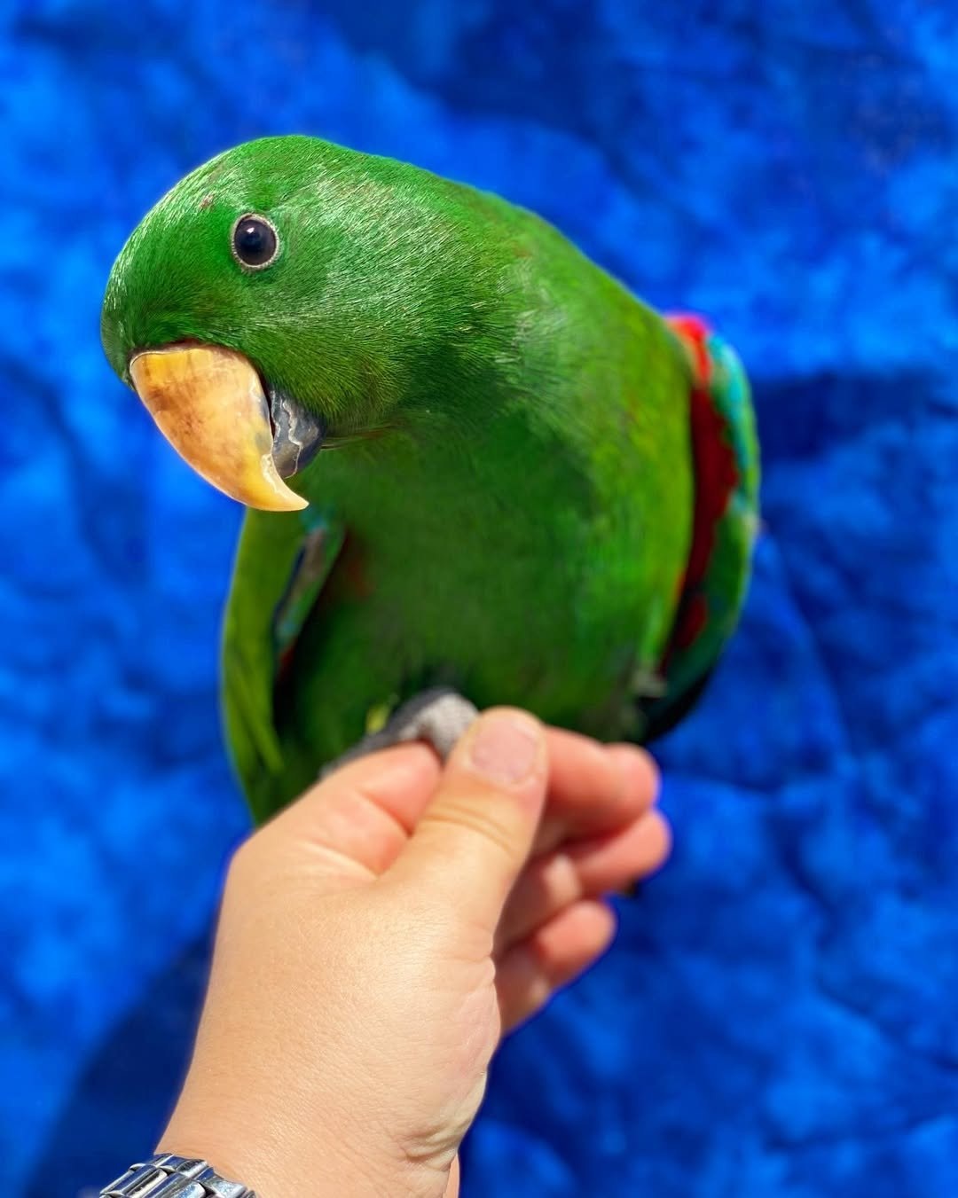 Zephyr – 3-Year-Old Male Eclectus Parrot | Vibrant & Intelligent Companion