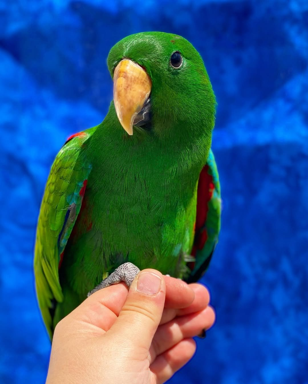 Zephyr – 3-Year-Old Male Eclectus Parrot | Vibrant & Intelligent Companion - Image 3