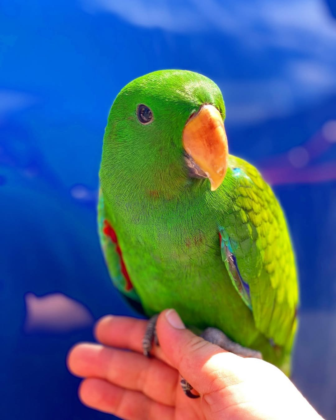 Zephyr – 3-Year-Old Male Eclectus Parrot | Vibrant & Intelligent Companion - Image 2