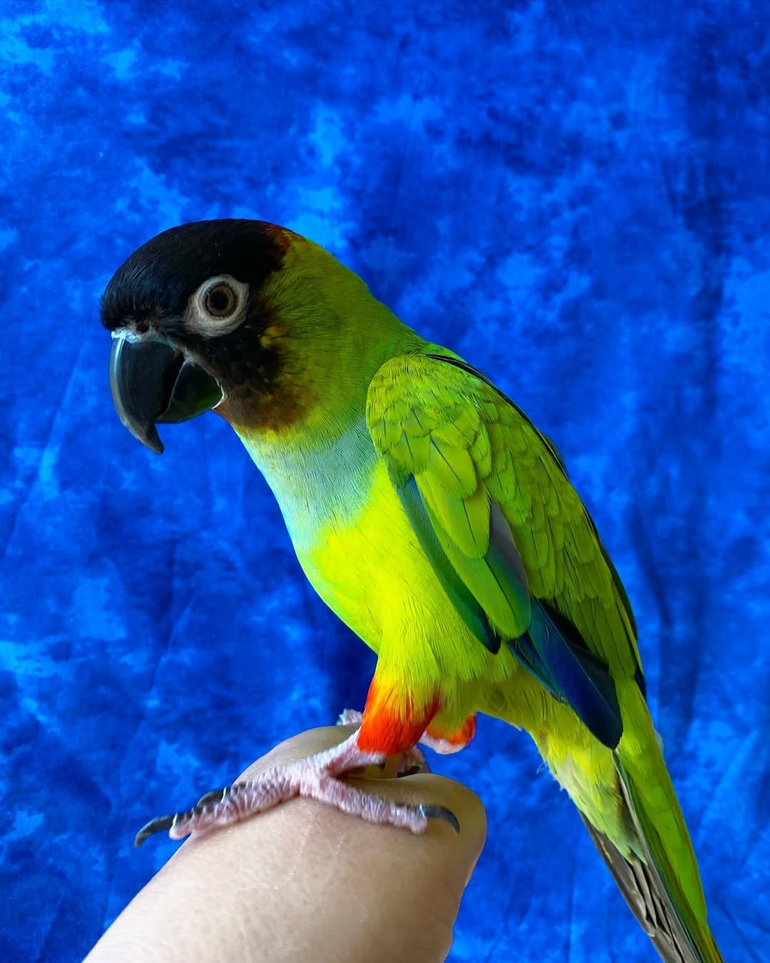 Benji – 1-Year-Old Male Nanday Conure | Smart & Social Companion - Image 3